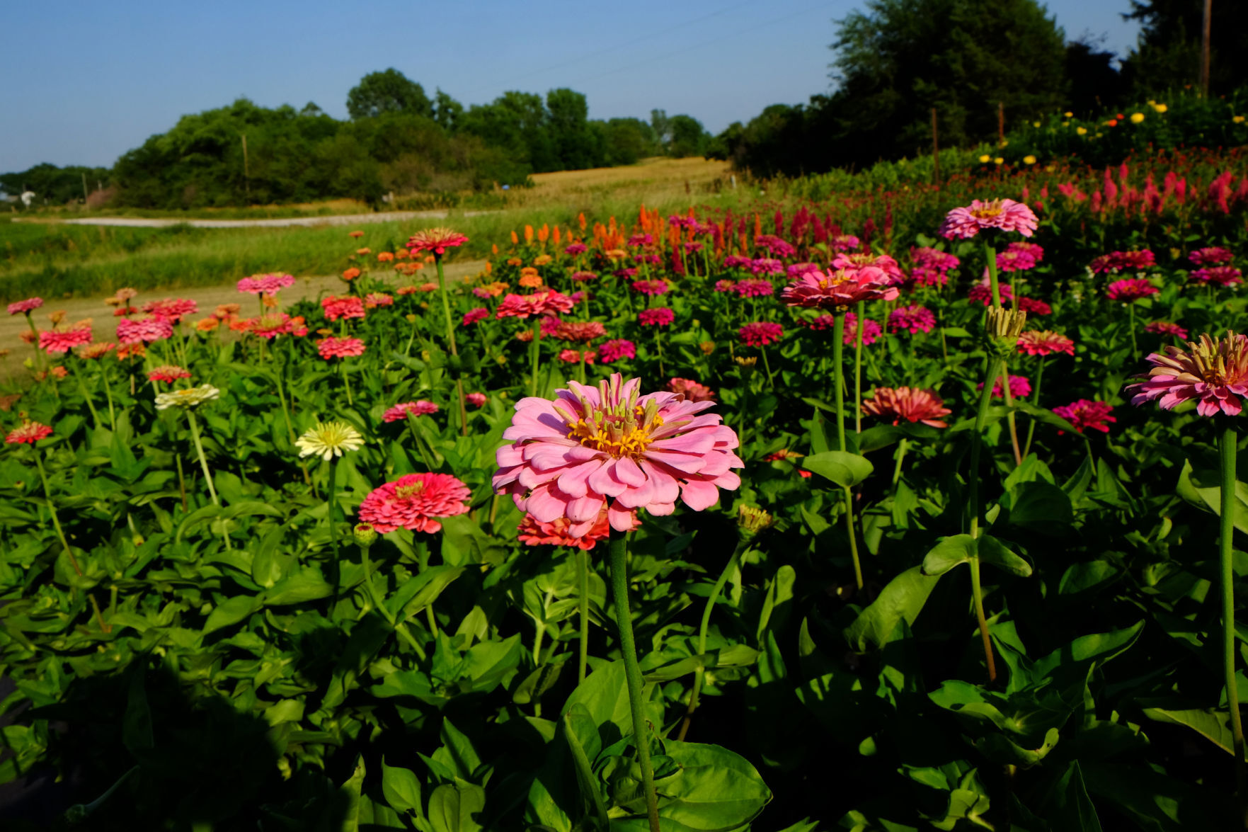 Zinnia